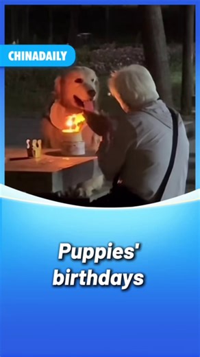 "Happy birthday, my little dog!" To humans, dogs are always our dearest companions, with their birthdays often cherished and celebrated with heartfelt devotion. #pet | China Daily