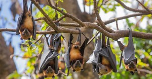 La mystérieuse migration des chauves-souris
