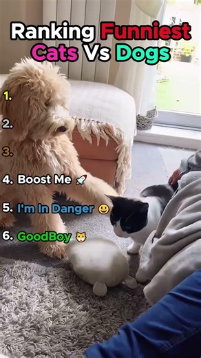 Dogs vs Cats: Expectation vs Reality 🤡 #funnyanimals #shorts #dog #cat
