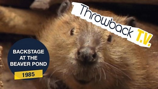 Where does vanilla flavoring come from? Probably not beavers.