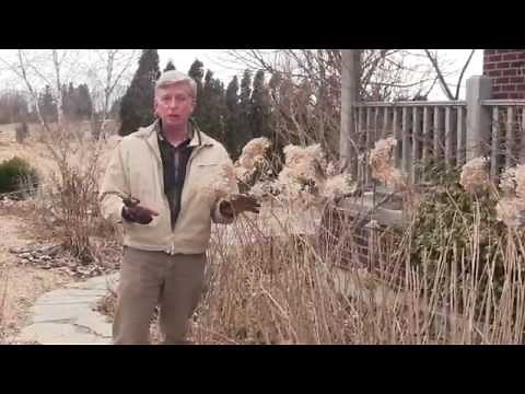 How To Prune Hydrangeas each Spring