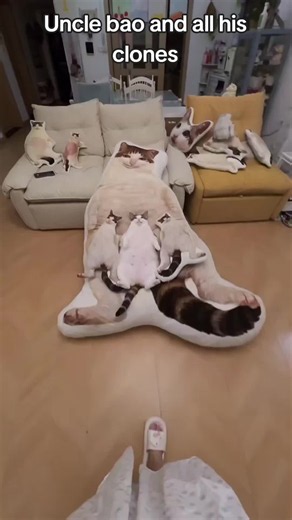 Uncle Bao and All His Clones — Cute Ragdoll Cat with Merchandise