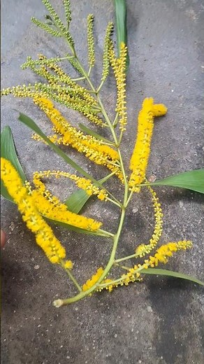 Nature's Gold - Acacia Auriculiformis Flowers. #satisfying