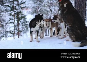 Playful Alaskan Husky puppies romp in Northern Norway, chewing branches, running and jumping as future lead dogs explore their Arctic world and learn the rhythms of the pack