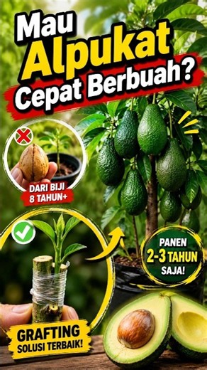 Begini Cara Alpukat Cepat Berbuah!