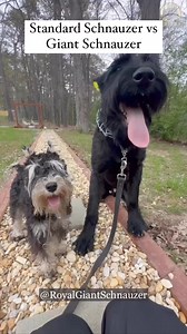 Clearing up the confusion between Standard Schnauzers and Giant Schnauzers - size is just the beginning! Find out all the differences between these two breeds and which one might be the perfect fit for your family.🐾❤️ Click the link in bio to get on waiting list & To SUBSCRIBE TO OUR YOUTUBE CHANNEL. Follow @royalgiantschnauzer #royalgiantschnauzer #royalgiantstore #giantschnauzer#schnauzer #dogsofinstagram | Giant Schnauzers Of IG