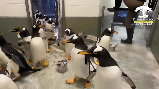 Today is Penguin Awareness Day! Learn about how you can help penguins in the wild as well as see some fun enrichment our penguins received to celebrate the day (a famous penguin movie might be involved). 🐧 | Pittsburgh Zoo & Aquarium