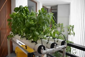 352K views · 1K reactions | Hydroponic systems for Home and Commercial use. Space age technology right at your doorstep! Product line starting at Rs.1499, with Free Shipping and Cash on Delivery available across India! Contact us at: +91 9884482106; +91 7358170482; +91 9840378506; sales@futurefarms.in | Future Farms | Facebook