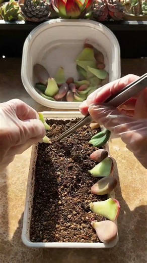 🍃 How to Propagate Succulents from Leaves: Easy Step-by-Step