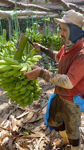 379K views · 1.3K reactions | Compromisso com a excelência do campo até sua mesa.  | Sítio Jacarezinho | Facebook