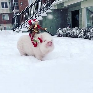 You've heard of Elf on a shelf. How about Elves on a pig? 😂🐷❄️ | Tyla