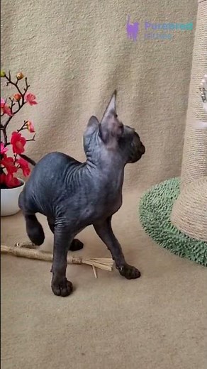 Meet Quest: Playful Black Devon Rex Kitten 🖤 Adopt This Charming & Vocal! #DevonRex #BlackKitten