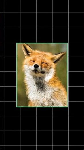 Wolf ka asli game 😳