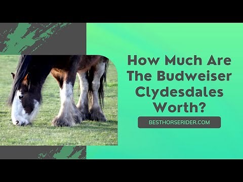 How Much Are The Budweiser Clydesdales Worth?