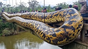 Record-Breaking Largest Snakes Ever Caught on Camera #snakes #snake | Most Amazing Top 10