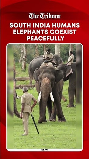 South India human elephant coexistence story of harmony, conservation and peaceful wildlife balance