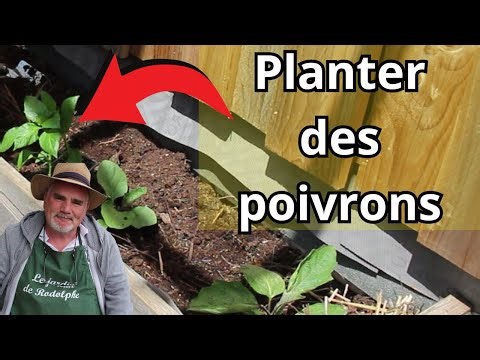 comment planter les poivrons