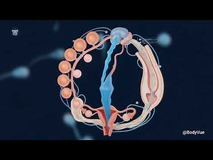 Ovulation EXPOSED The Complete Guide to the Menstrual Cycle Phases in 3D Animation