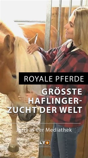 LT1 OÖ on Instagram: "Royale Pferde: Größte Haflingerzucht der Welt In Oberösterreich gibt es rund 30.000 Pferde. Zu den traditionellsten unter ihnen gehören die sogenannten Haflinger. Zum Staffelfinale von „Theresas Stallgeflüster” besuchen wir die größte Haflinger-Zucht der Welt. Und diese führt bis ins englische Königshaus. Video in voller Länge auf www.lt1.at #haflinger #pferdeliebe #pferdezucht #pferdestall #tirol"
