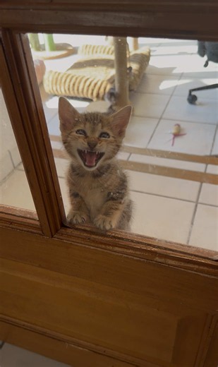 Présentation d'un chaton à un chat : les premiers pas 😸
