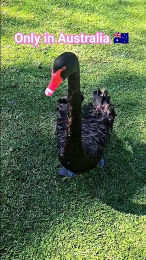 Why Black Swan Is A Majestic Creature? 🖤🦢 #shorts #blackswan #waterbirds