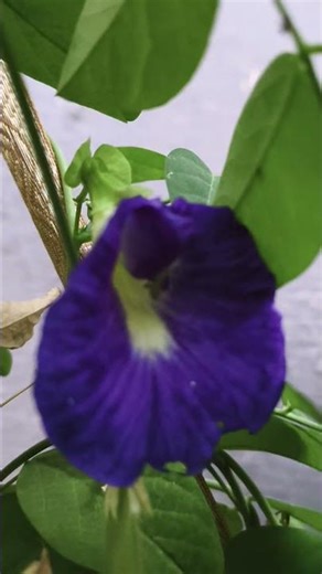 Nice flower 🌺🌹#viral video #like subscribe #ytstudiyo