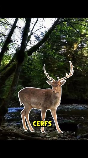 Alimentation des Ours