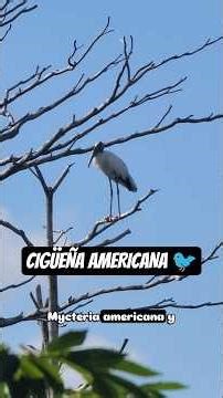 ¿Ya conocías a la cigüeña de madera (Mycteria americana) 🐦? #SDB