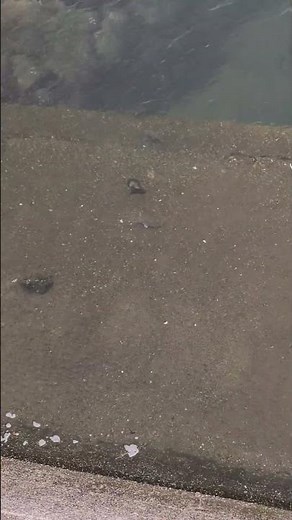 20260605 普段は陸地の防波堤が水の中に沈んでチヌが大量に湧いてる