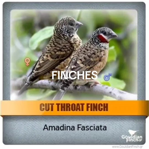 Feeding Exotic Birds: All You Need to Know About Canary Breeding and Care