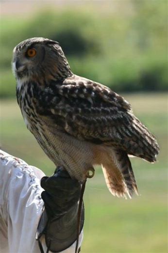 Meeting the King of Owls: The Eurasian Eagle Owl, The Silent Hunter: Up Close with a Giant Raptor"