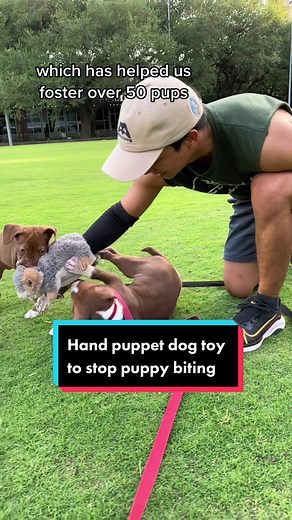 If your puppy won't stop biting your hands try this new hand puppet toy made for dogs. Pupr Pals is the fun way to stop puppy biting and to play interactively with your dog - by using a hand puppet with padding that will protect you against teeth scrapes during playtime. Wear it like a glove on your hand and move the puppet to entertain your dog. The plush toy’s fabric has a built in padding to protect you from sharp puppy teeth. This gives you a chance to play fight and wrestle with your little
