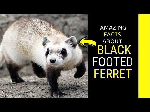 Black Footed Ferret facts and information for kids.
