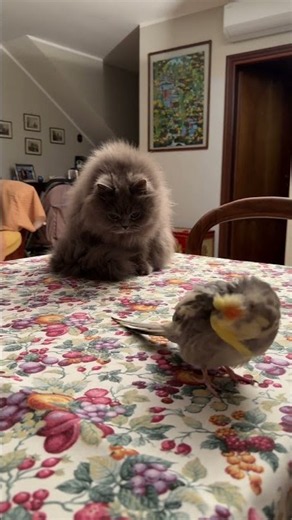 Kiki and Sofia#2