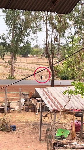 ឆ្លងថ្នល់ដូចមនុស្ស — សត្វឆ្កែចេះចូលផ្ទះ និងចែករំលែកភាពកំប្លែង