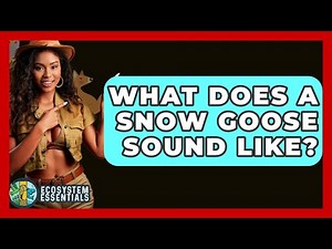 What Does A Snow Goose Sound Like? - Ecosystem Essentials