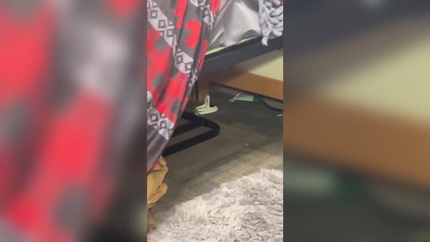 NDSU responds to mice complaints in dorm rooms