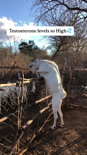 Young Farmers in Kenya: Galla Goat Farming POV