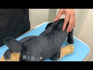 犬と猫のインスリン投与方法（木場きたむら動物病院）