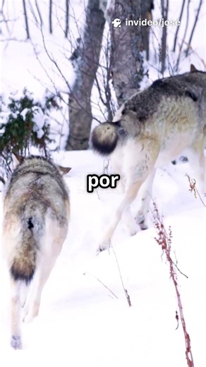 Asian gray wolf: Hunts in packs with a perfect strategy. Chases prey for kilometers.