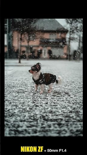 Nikon 50mm f1.4 Z + Nikon ZF mit Samples