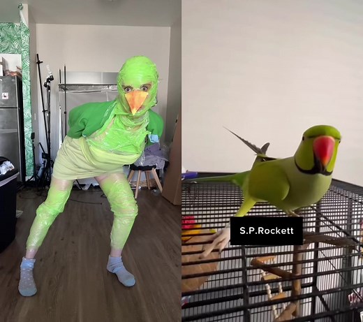 Dancing Bird Videos - Funny Parrots & Silly Parakeets