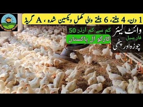 White layer hens | white layer chicks farming | Lsl, nick chick, w 80,Novagin