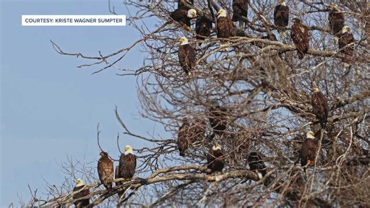 Dozens of bald eagles gather at Idaho tree - here's what I saw at sunrise