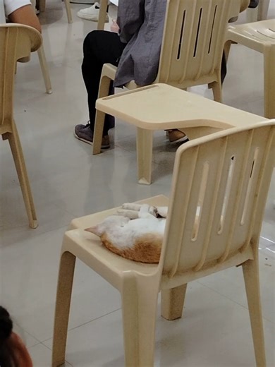 CALCULUS 1 MIDTERM EXAMINATION WITH SPECIAL EXAMINEE. #exam #calculus #cat #catsoftiktok