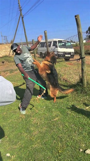 This is how we introduce our dogs to muzzle work step by step #andrewmichukidogtrainer