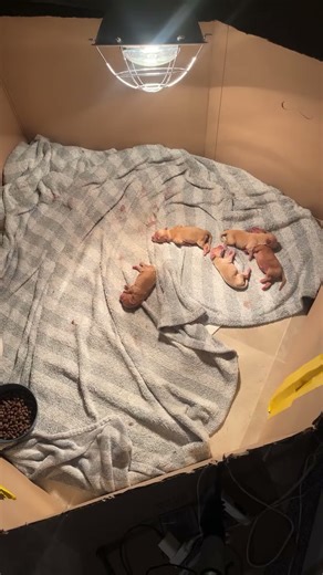 Listen to that tiny squeak! 🔊🥺 #cute #cavapoo