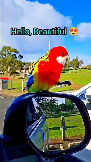 This Parrot's Colors are Absolutely Insane #rosella #parrot #birds