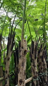 Tree ferns | Simply David & Jen