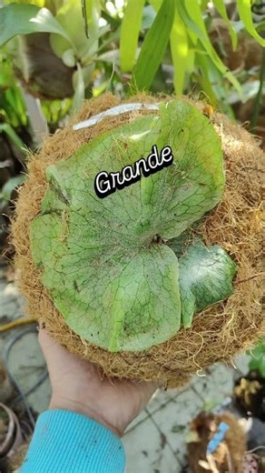 一直養不好的巨獸，做成球再來挑戰一次！#platycerium #鹿角蕨 #鹿球 #酒菜田